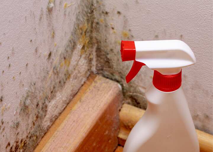 mold removal staten island ny