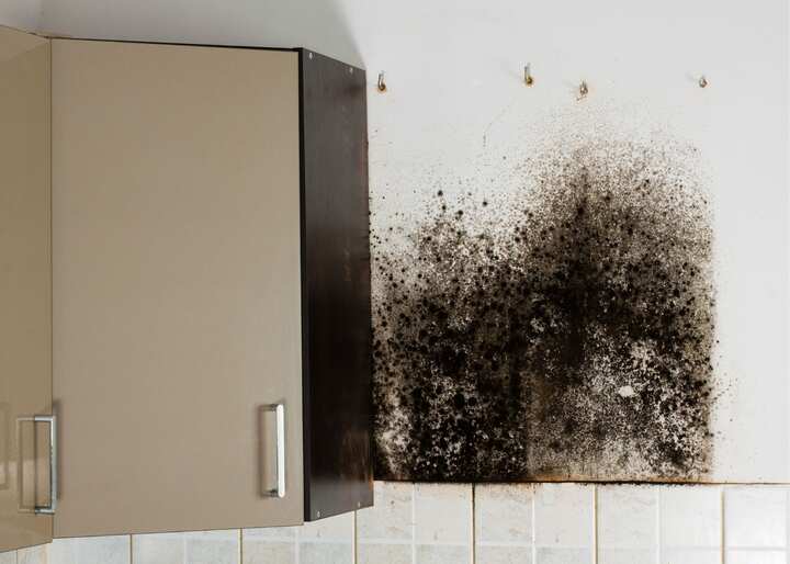 mold removal staten island ny