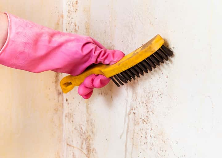 mold removal staten island ny