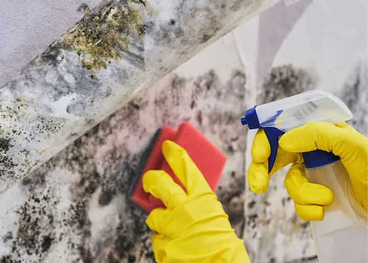 mold removal staten island ny