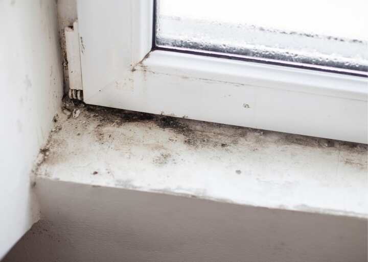 mold removal staten island ny