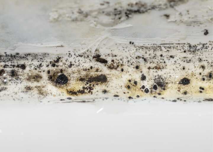 mold remediation staten island ny