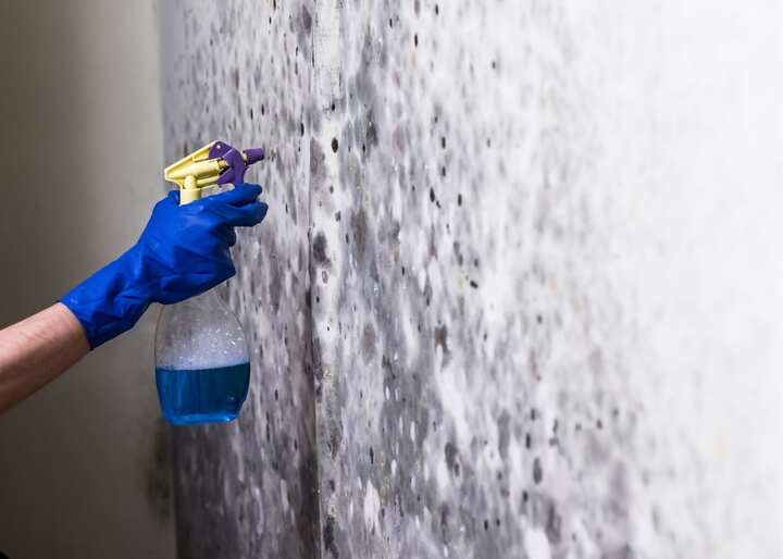 mold remediation staten island ny
