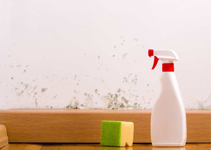 mold remediation staten island ny