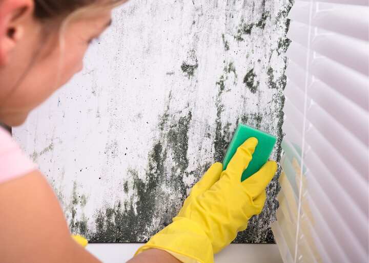 mold removal staten island