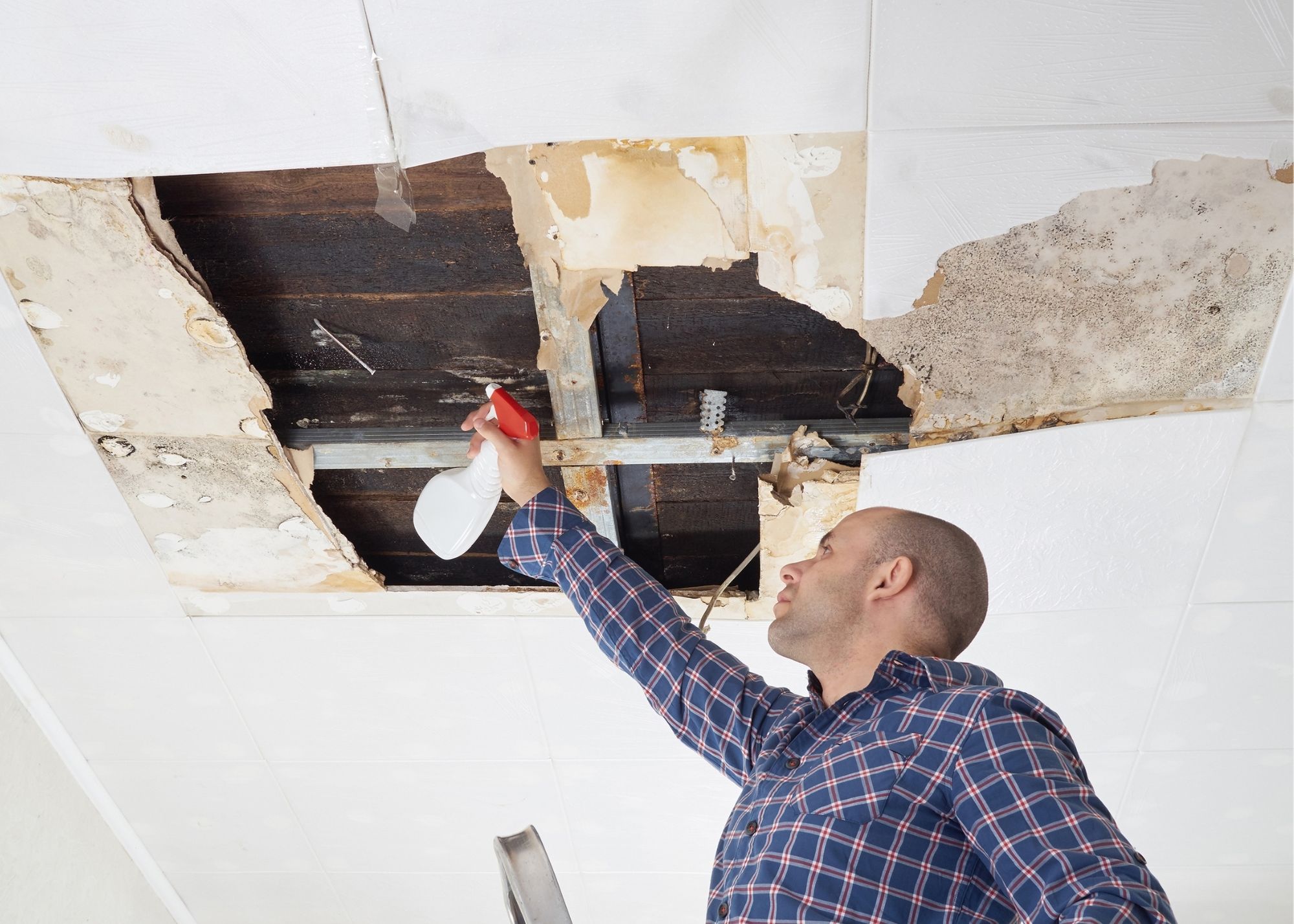 mold removal staten island