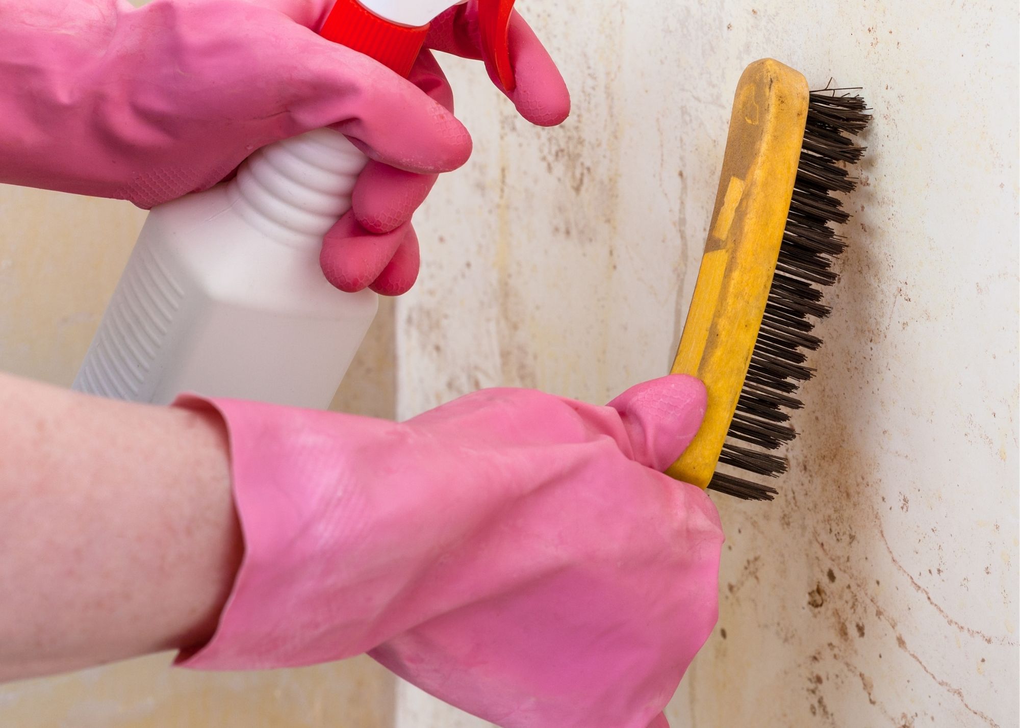 mold removal staten island