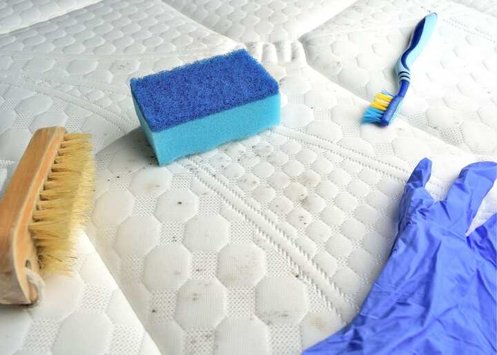 mold removal staten island