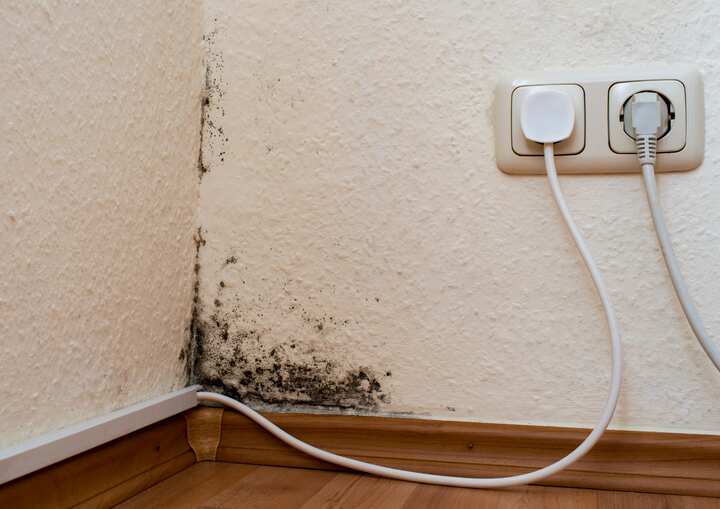 mold removal staten island