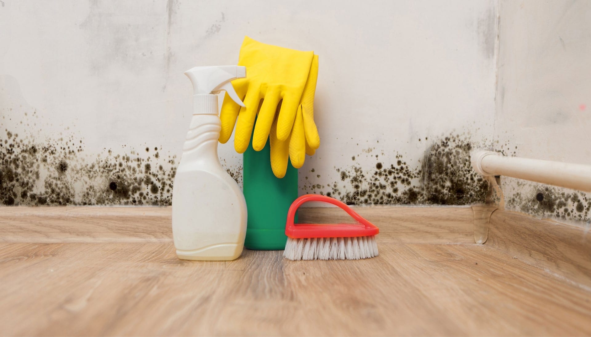 Know About Mold Removal In Staten Island